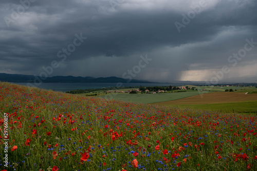 coquelicots à Concise VD