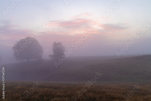 Trees in foggy morning with colorful sky © Jan