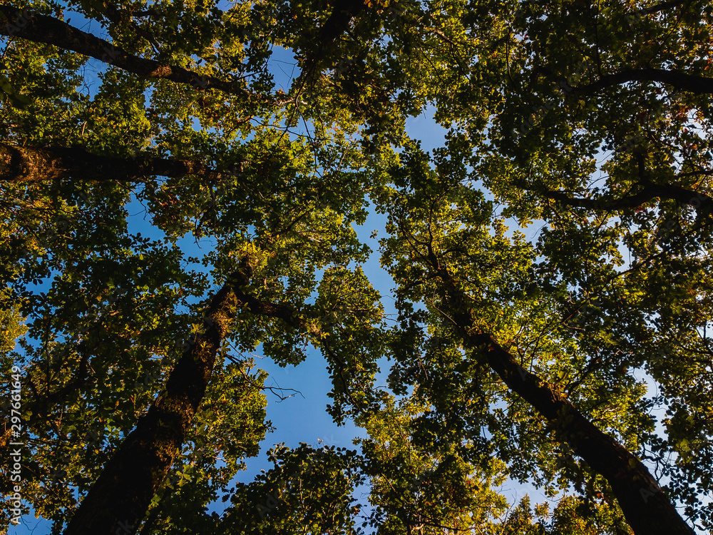 Tall deciduous trees, with their heads up, are photographed from a lower angle on an autumn sunny day under a blue cloudless sky. Tall deciduous trees, with their heads up, are photographed from a lower angle on an autumn sunny day under a blue cloudless sky.