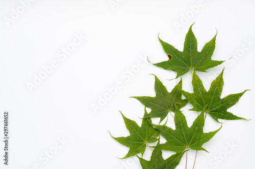 Green maple leaves  white background