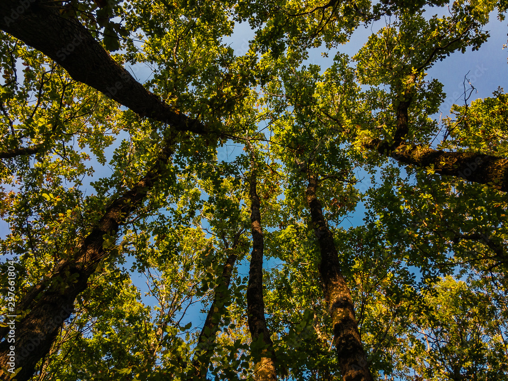 Obraz premium Tall deciduous trees, crowned up, photographed from a lower angle on an autumn sunny day under a blue cloudless sky.