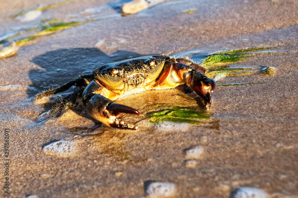Carcinus maenas.live crab on a tropical beach. crab hiding in the sand at high tide,Small Crab on the seashore. Goes through the sand.