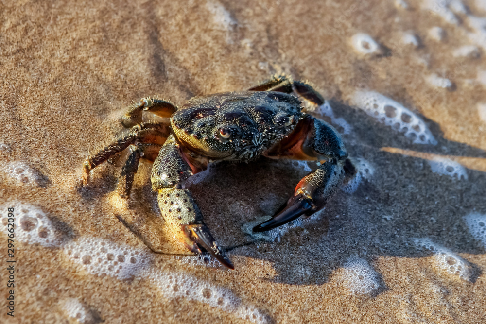 Carcinus maenas.live crab on a tropical beach. crab hiding in the sand at high tide,Small Crab on the seashore. Goes through the sand.