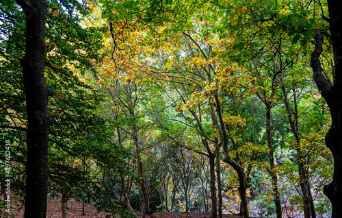 Copas de árvores no Outono, verde, amarelo, laranja 
