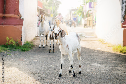 Group of goats in the city center of Kochi along the street, Kerala, India photo