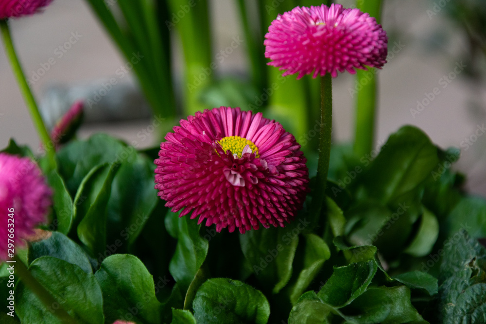 pink flower pink flower