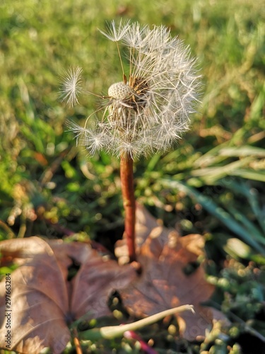 dandelion on green background of grass photo