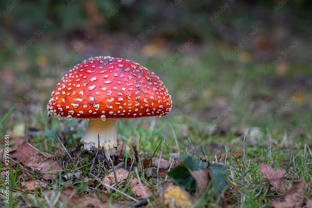 During Autumn, the most iconic toadstool or mushroom is the Fly Amanita. With their red hat and white spots, they stand out from the environment. Can be found in the parks and woods. During Autumn, the most iconic toadstool or mushroom is the Fly Amanita. With their red hat and white spots, they stand out from the environment. Can be found in the parks and woods.