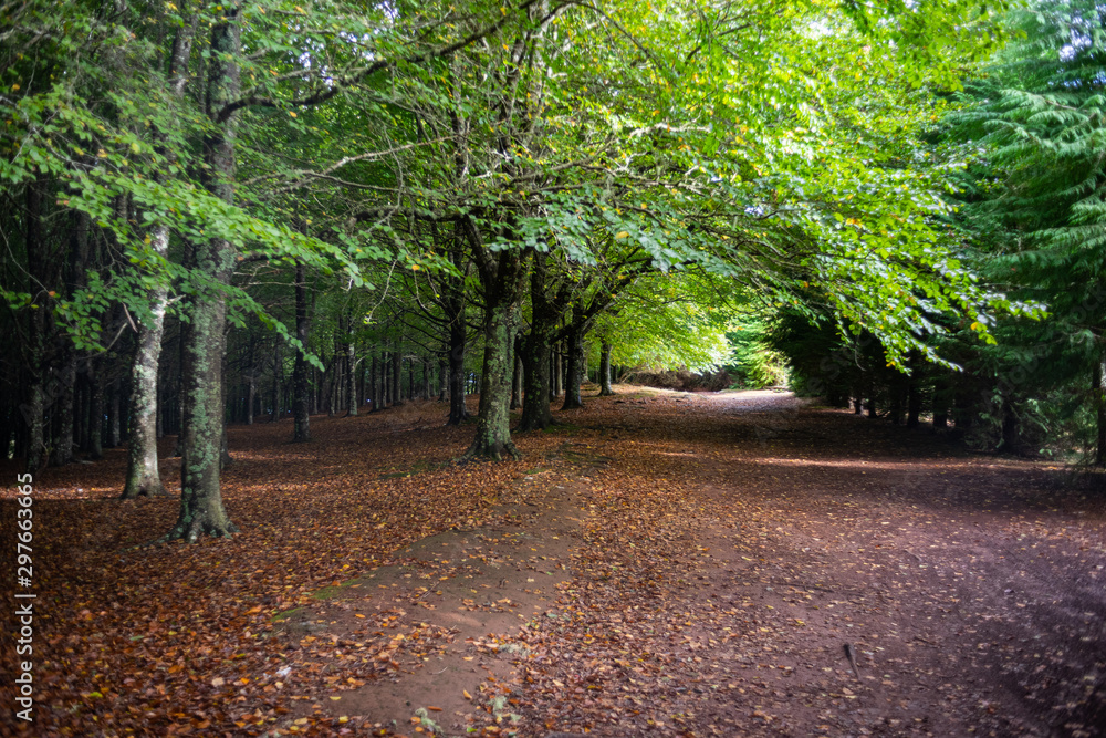 Caminho florestal coberto por folhas secas, ladeado por árvores 