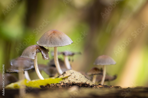 Mushrooms can be found in the woods and parks during autums and can be found in all kind of sizes