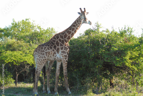 Wild giraffes in South African nature reserve