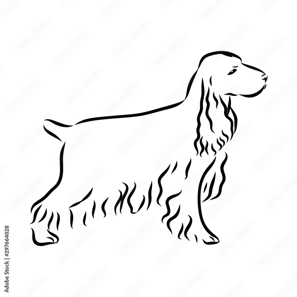 vector illustration of a dog, spaniel sketch vector illustration of a dog, spaniel sketch