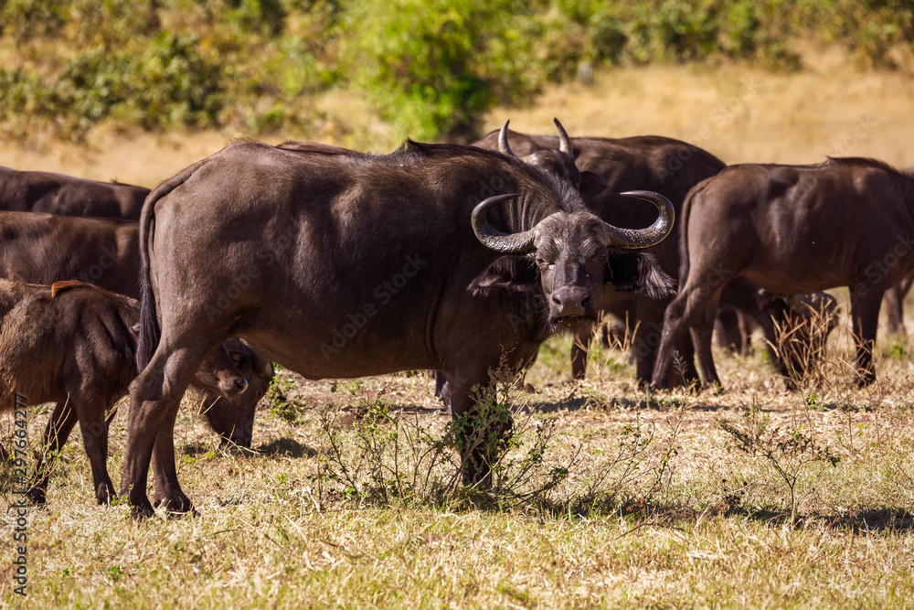 African Cape Buffalo at Chobe national park, Botswana safari wildlife African Cape Buffalo at Chobe national park, Botswana safari wildlife