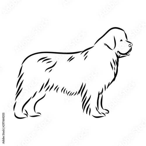 illustration of a dog, Newfoundland dog sketch, contour vector illustration 