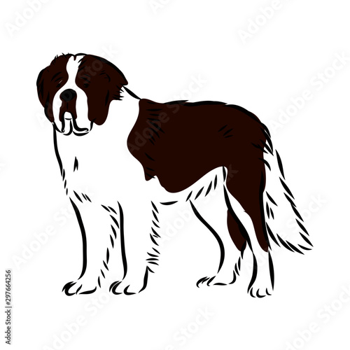 vector illustration of a dog, St. Bernard dog sketch, 