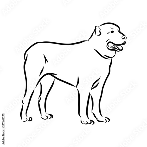 illustration of dog, alabai wolfhound sketch 