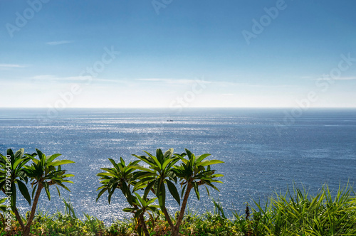 tropical plants and green grass in focus on a hilltop against a sea background