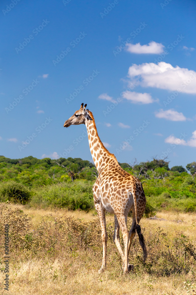 Obraz premium cute South African giraffe against blue sky, Chobe National Park, Botswana Africa safari wildlife