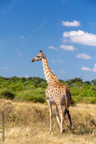 cute South African giraffe against blue sky, Chobe National Park, Botswana Africa safari wildlife
