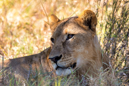 closeup portrait of young lion, Panthera leo without a mane in natural habitat Savuti game reserve. Botswana Africa safari wildlife photo