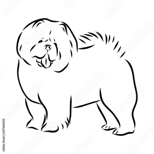 sketch of dog, chow chow sketch 