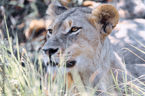 closeup portrait of young lion  Panthera leo without a mane in natural habitat Savuti game reserve. Botswana Africa safari wildlife