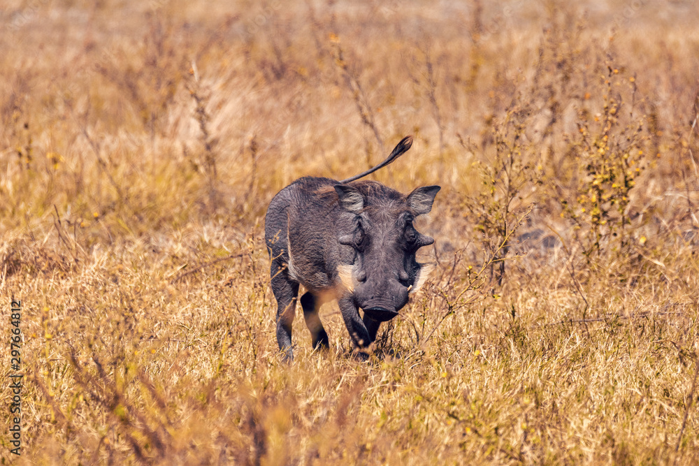 African pig Warthog in Chobe game reserve savannah, Botswana Africa safari wildlife African pig Warthog in Chobe game reserve savannah, Botswana Africa safari wildlife
