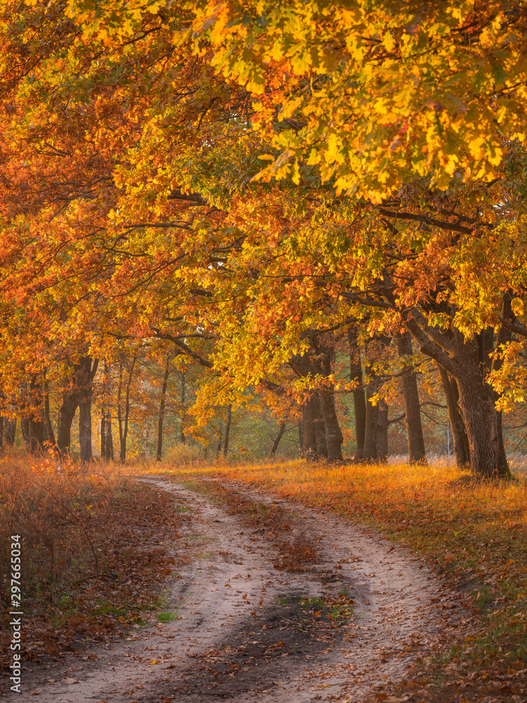 golden leaves of oaks in sunny autumn day in portrait frame