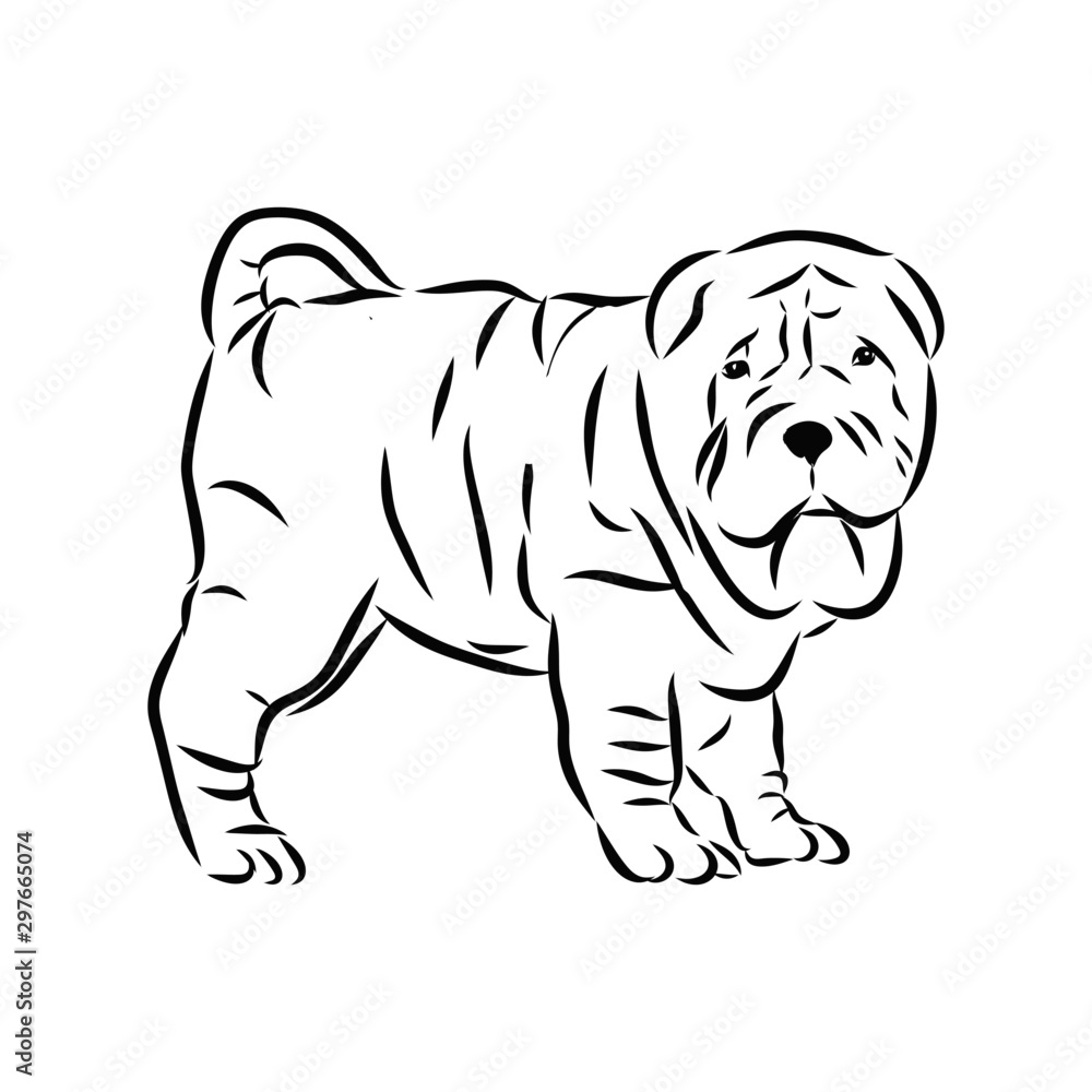 vector illustration of cartoon dog, shar pei sketch 