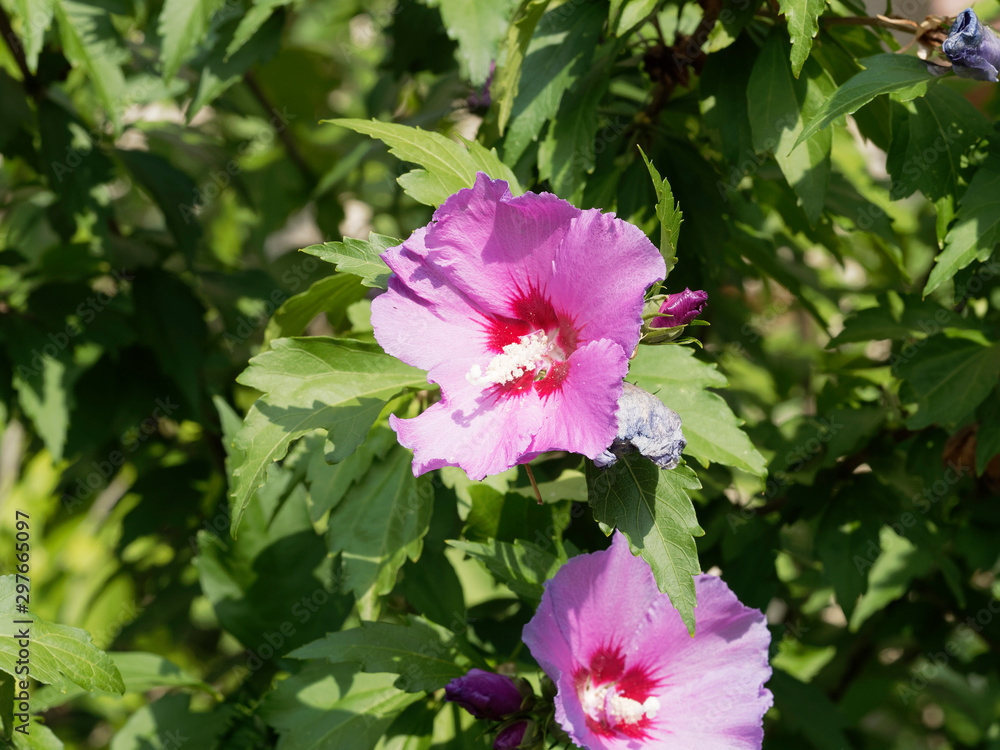 (Hibiscus syriacus) Floraison pastelrose au coeur rouge de l'althéa ou guimauve en arbre au feuillage vert, denté et lancéolé (Hibiscus syriacus) Floraison pastelrose au coeur rouge de l'althéa ou guimauve en arbre au feuillage vert, denté et lancéolé
