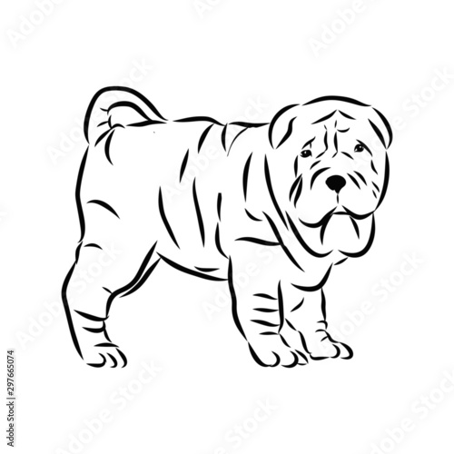vector illustration of cartoon dog  shar pei sketch 