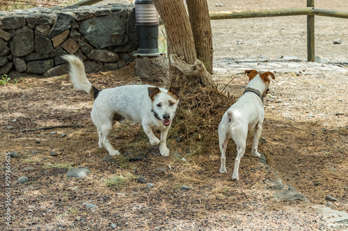 Two beautiful dogs, playing on warm lava pebbles under the big juniper tree and look at the camera. Shot with a telephoto lens. Playa De Caleta, northeast of La Gomera Island. Canary islands, Spain