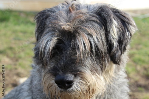 Schnauzer