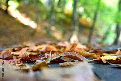 Autumn Leaves fallen in forest