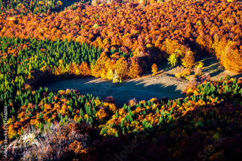 aerial view of heart shaped autumn forest and green firs - save our planet against global warming
