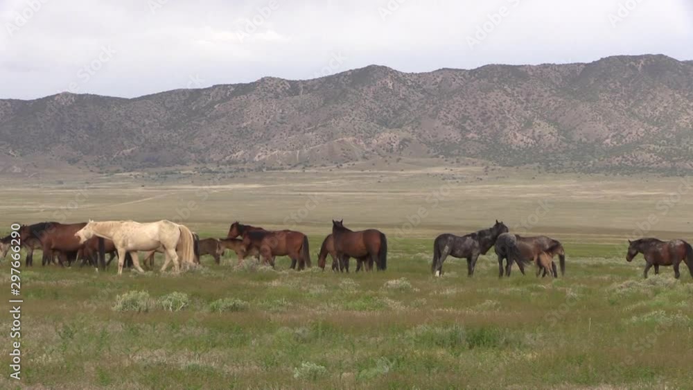 Wild Horses in the Utah Desert in Spring Wild Horses in the Utah Desert in Spring