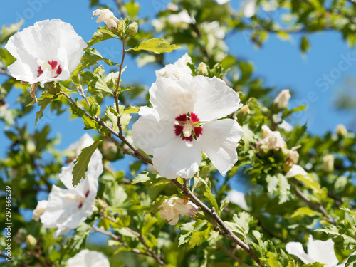  Hibiscus syriacus  Fleur blanche au coeur rouge de l alth  a ou guimauve en arbre au feuillage vert  dent   et lanc  ol  