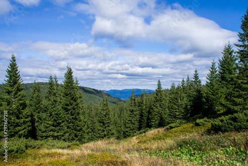 Mountain landscape with a green forest. Sunny forest with blue sky and clouds.