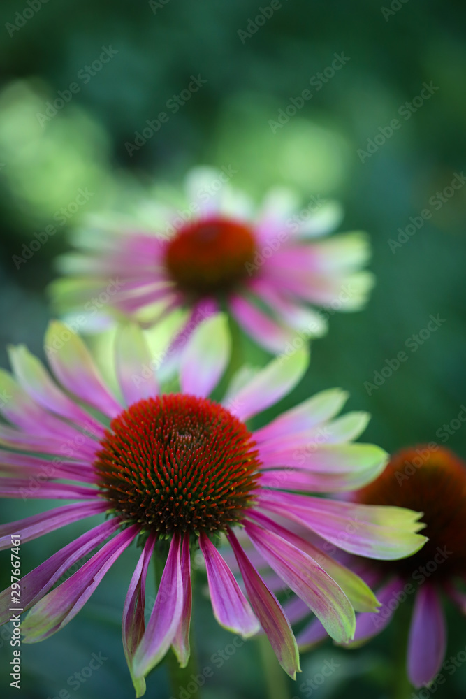 Beautiful Bokeh - Portrait Macro of two Coneflowers, green twisters, on a spruce green background, Beautiful Bokeh - Portrait Macro of two Coneflowers, green twisters, on a spruce green background,