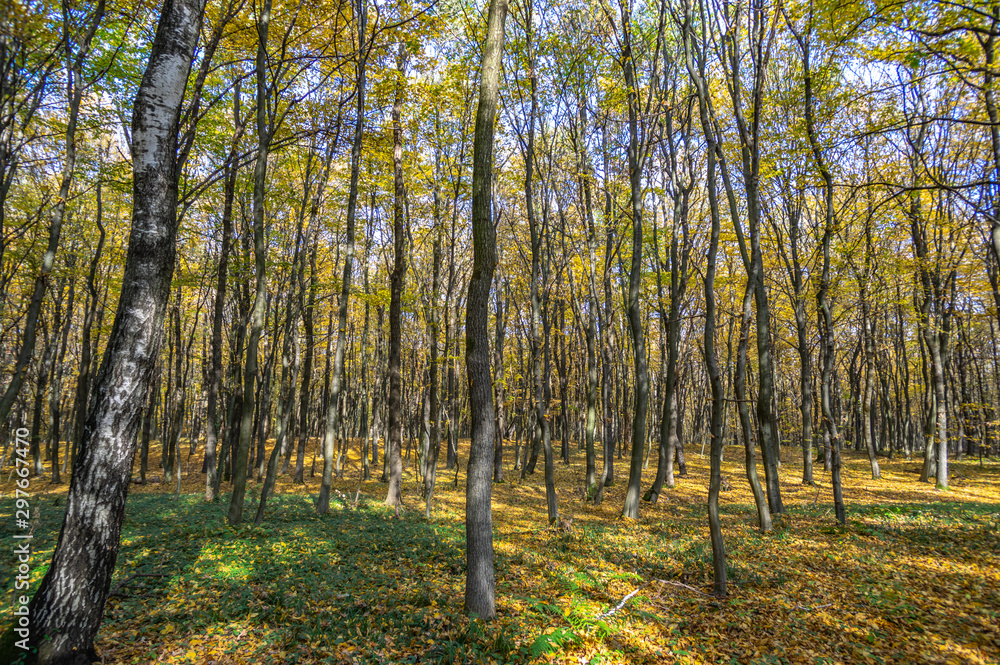 Dirt road in autumn day covered with leaves Dirt road in autumn day covered with leaves