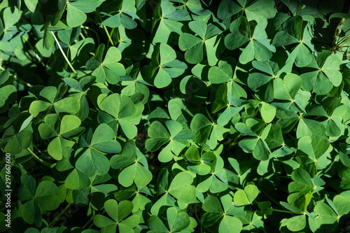 Close-up shot of a clovers