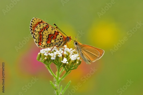 Melitaea interrupta  662 photo