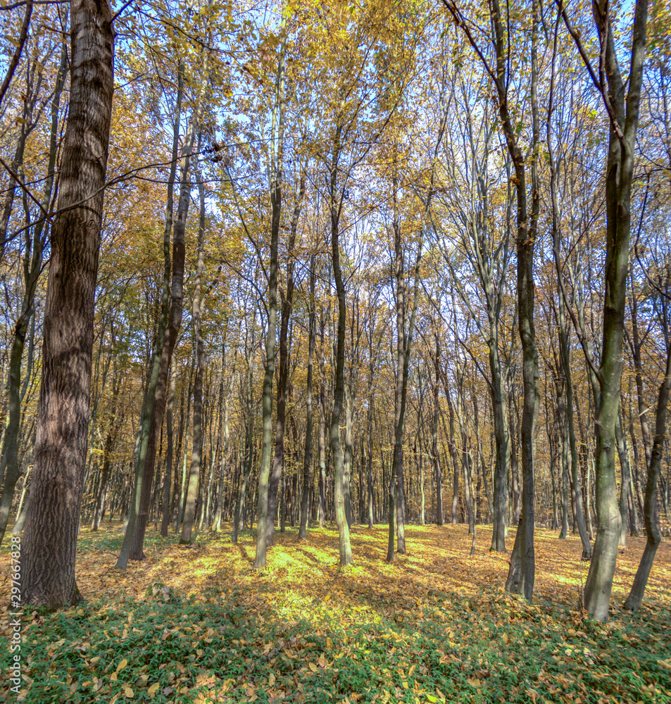 Obraz premium Dirt road in autumn day covered with leaves