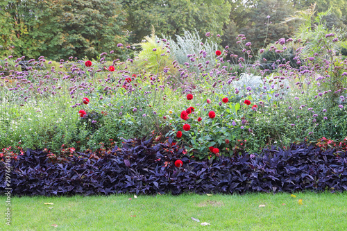 Cottage gardenscape of scarlet red dahlias, lavender verbena and purple sweet potato vine