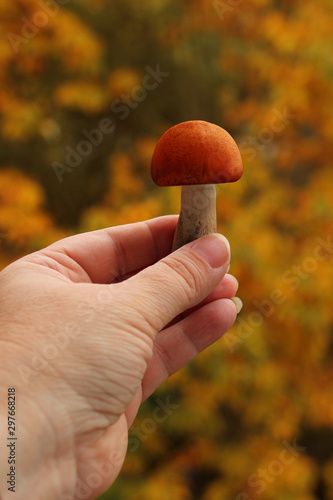 one boletus mushroom in hand on a background of yellow and orange tree leaves, the concept of mushroom picking, autumn mood, close-up