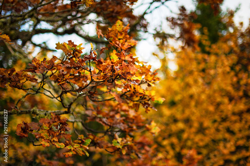 Oak tree branches with oran...