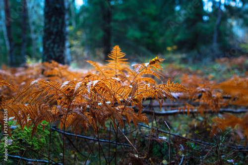 Orange ferns leaf during a ...