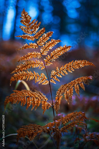 Vivid view of an orange fer...