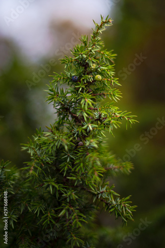 Juniper seeds in both blue and green on a healthy evergreen juniper tree during autumn