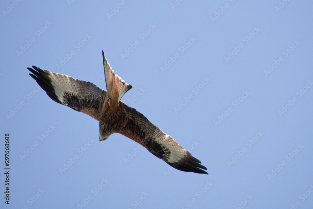 Obraz premium Rotmilan